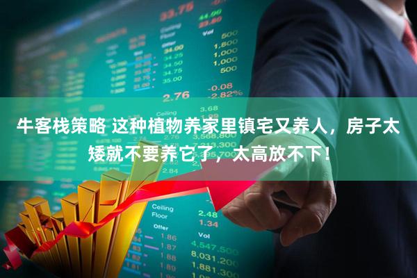 牛客栈策略 这种植物养家里镇宅又养人，房子太矮就不要养它了，太高放不下！